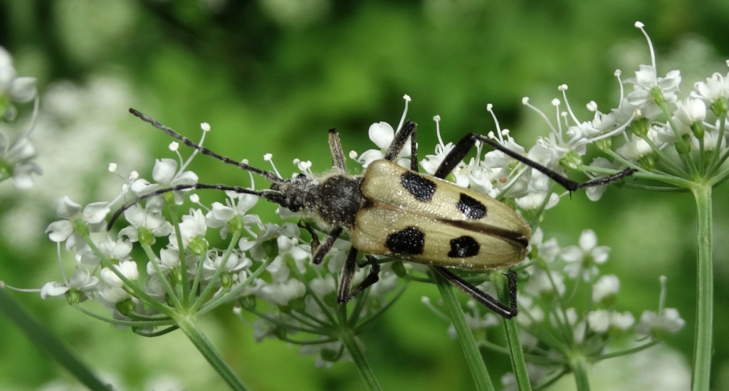 Kwiatomir czteroplamy (Pachyta quadrimaculatus)