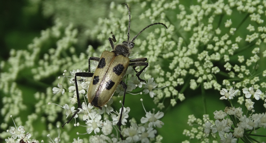 Kwiatomir czteroplamy (Pachyta quadrimaculatus)