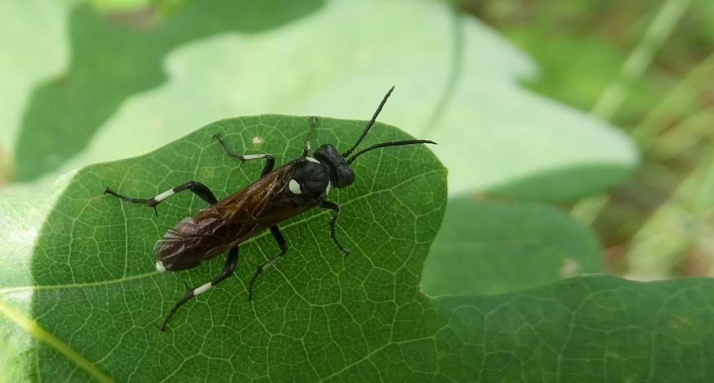 Macrophya duodecimpunctata