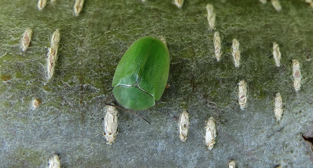 Tarczyk zielony (Cassida viridis)