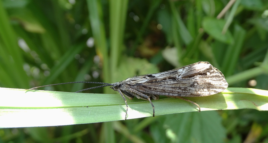 Glyphotaelius pellucidus