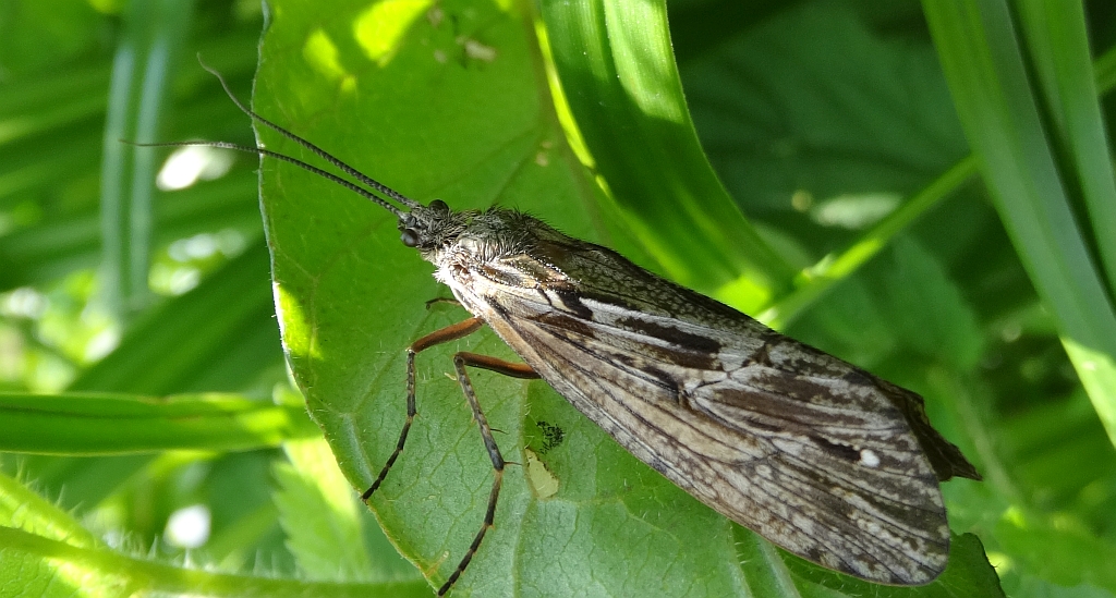 Glyphotaelius pellucidus