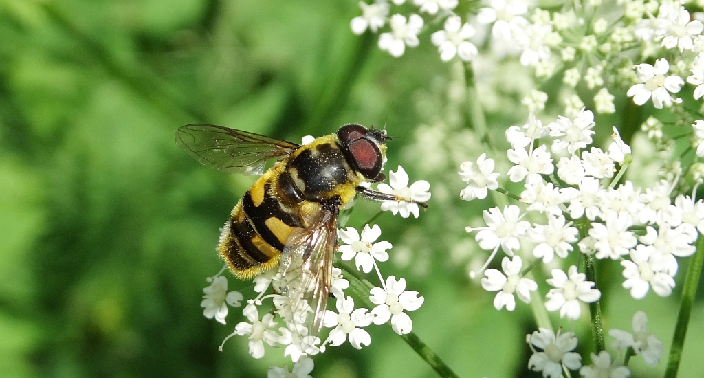 Myathropa florea