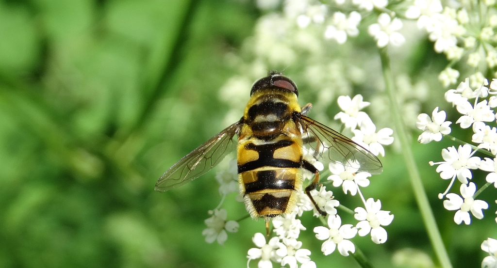 Myathropa florea