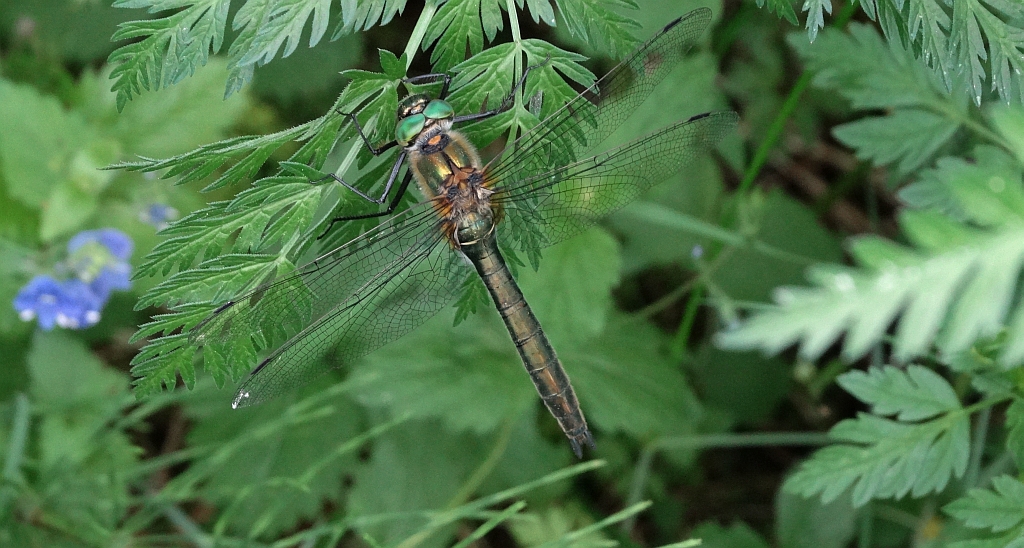 Miedziopierś metaliczna (Somatochlora metallica)