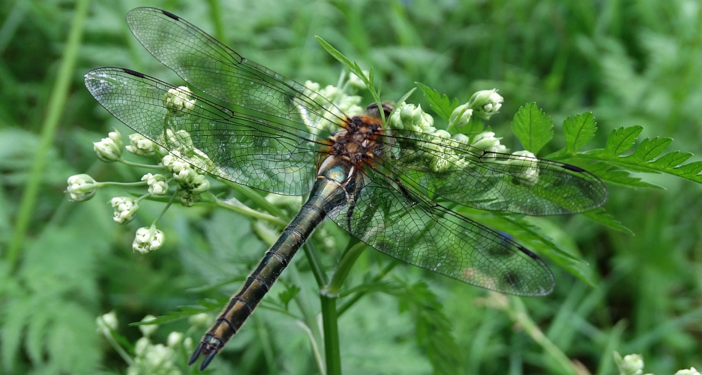 Miedziopierś metaliczna (Somatochlora metallica)