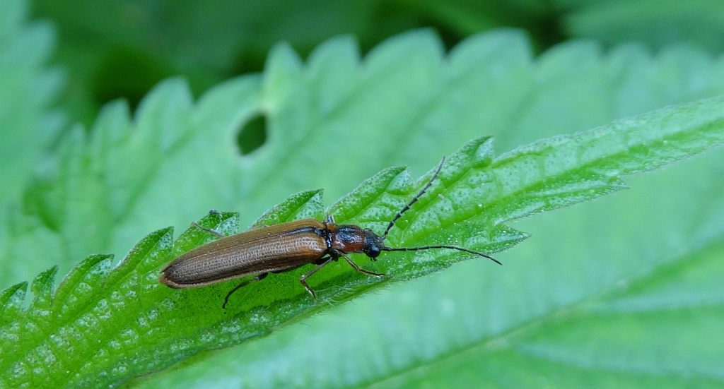 Zęboszyjka walcowata (Denticollis linearis)