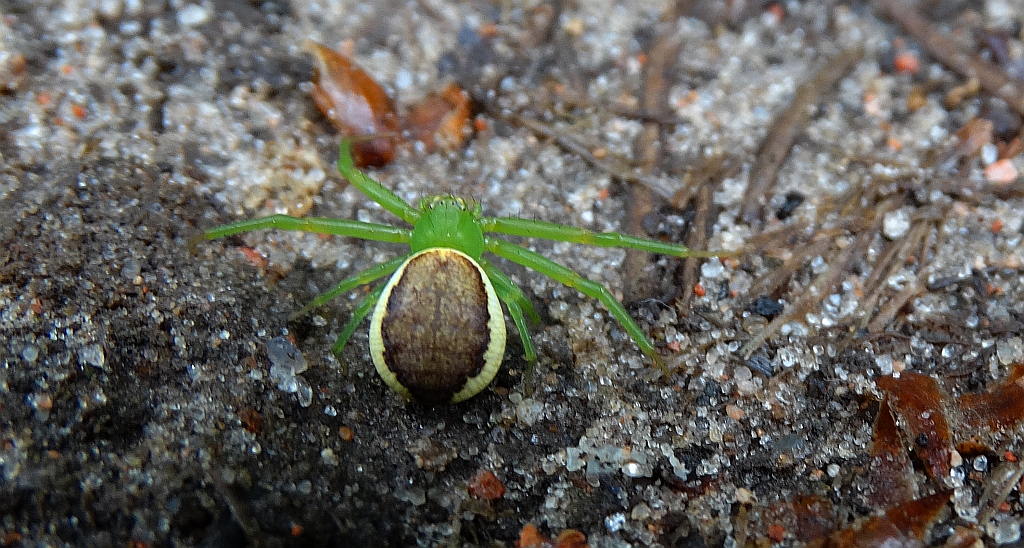 Cofnik (Diaea dorsata)