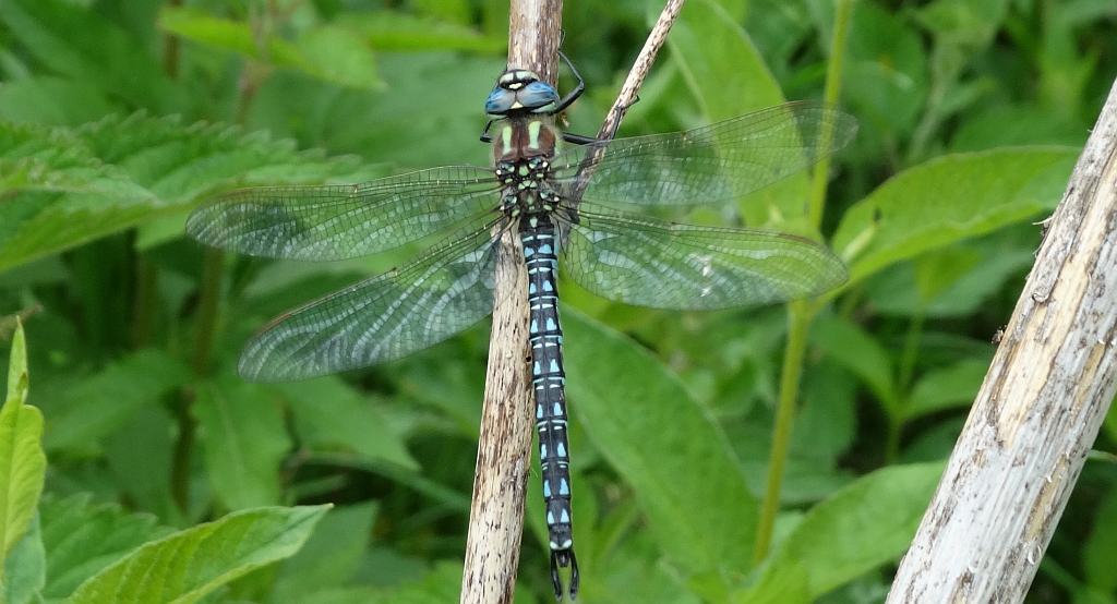 Żagnica torfowcowa (Aeshna subarctica)