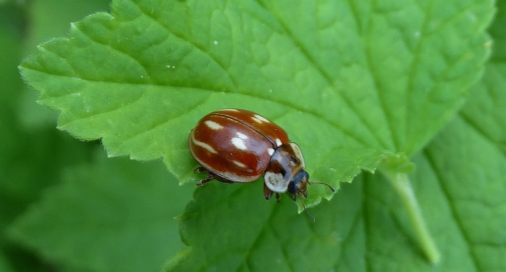 Biedronka bledniczka (Myzia oblongoguttata syn. Neomysia oblongoguttata)