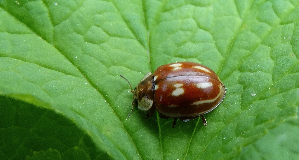 Biedronka bledniczka (Myzia oblongoguttata syn. Neomysia oblongoguttata)