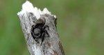 Skakunowaty, skakun, skaczel (Salticidae)