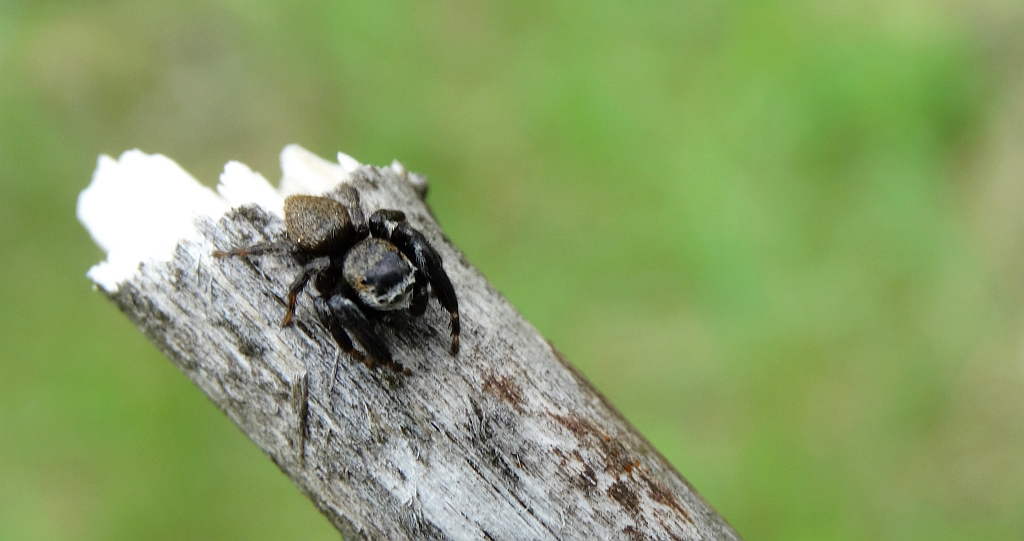 Skakunowaty, skakun, skaczel (Salticidae)