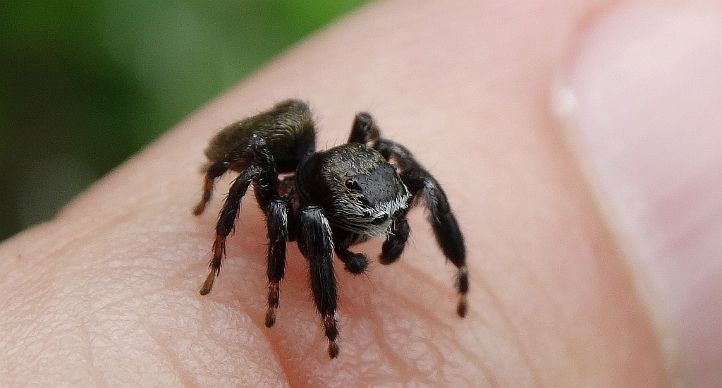 Skakunowaty, skakun, skaczel (Salticidae)