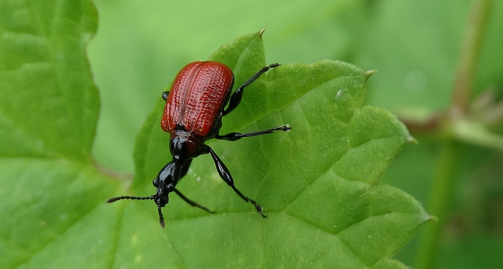 Oszynda leszczynowiec (Apoderus coryli)
