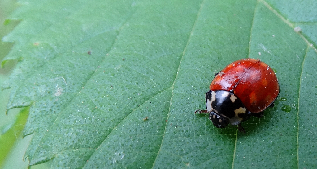 Biedronka oczatka (Anatis ocellata)