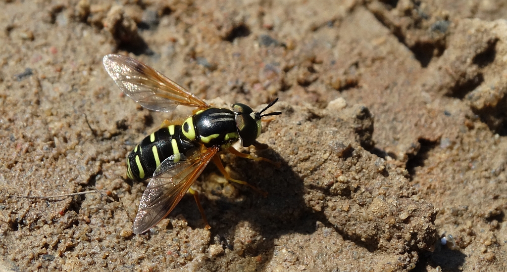 Chrysotoxum vernale