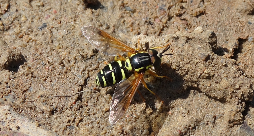 Chrysotoxum vernale