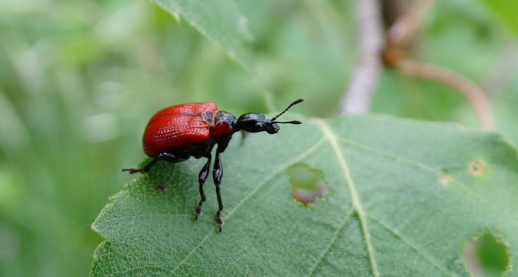Oszynda leszczynowiec (Apoderus coryli)