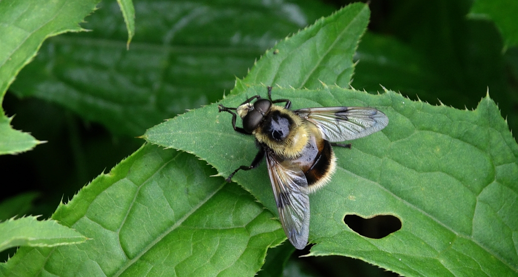 Trzmielówka łąkowa (Volucella bombylans)