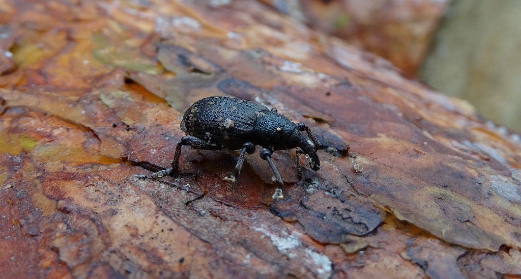 Szeliniak świerkowy (Hylobius pinastri)