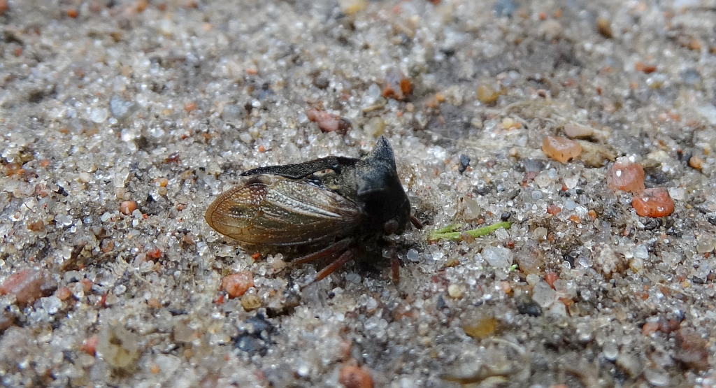 Zgarb rogaty (Centrotus cornutus)