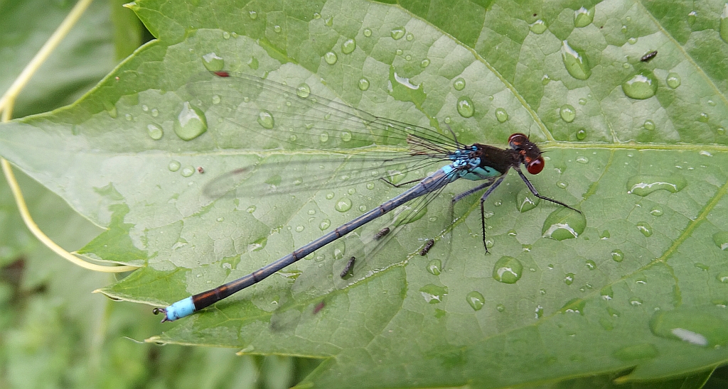 Oczobarwnica większa (Erythromma najas)