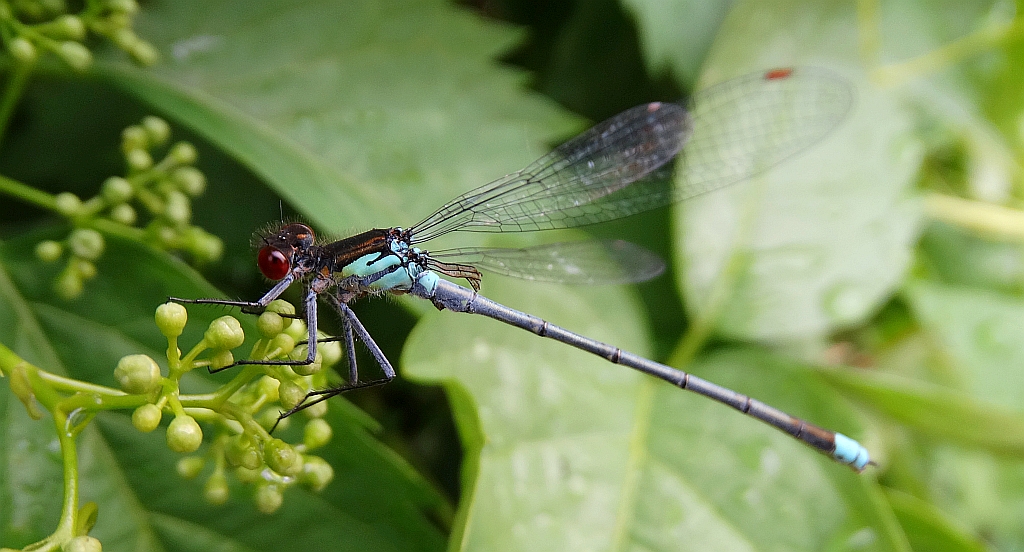 Oczobarwnica większa (Erythromma najas)