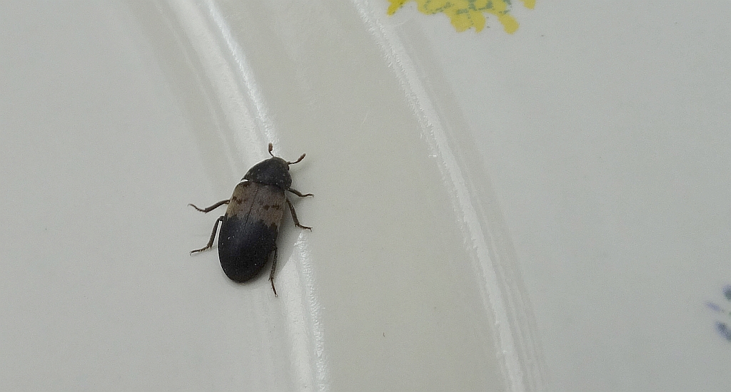 Skórnik słoniniec (Dermestes lardarius)