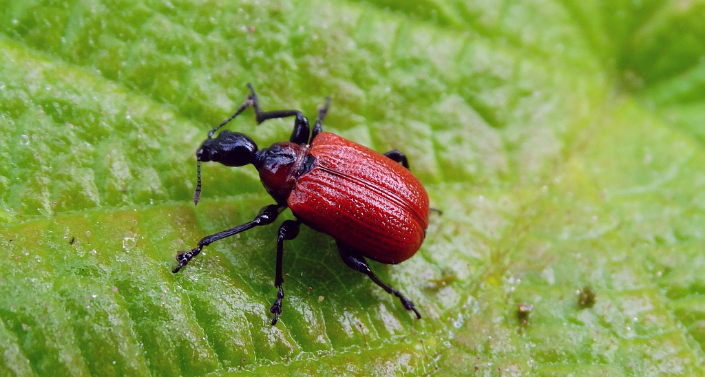 Oszynda leszczynowiec (Apoderus coryli)