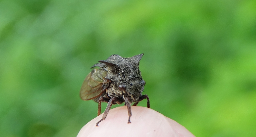 Zgarb rogaty (Centrotus cornutus)