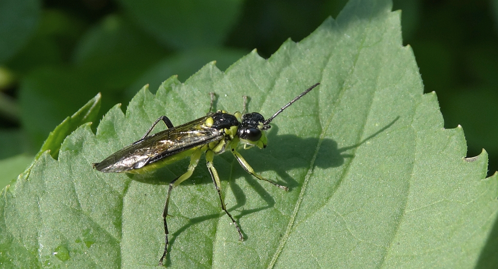 Szczerbatek zielony (Rhogogaster viridis)