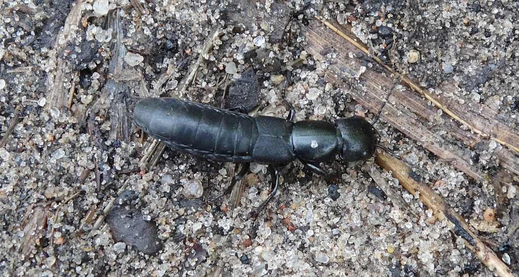 Próchniaczek czarniawy, kusak olens (Ocypus olens)