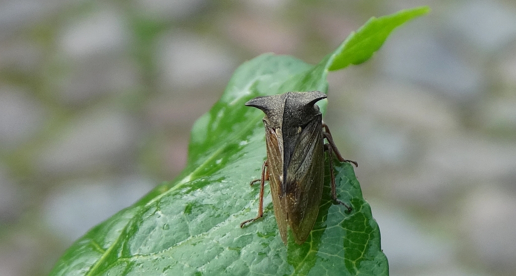 Zgarb rogaty (Centrotus cornutus)