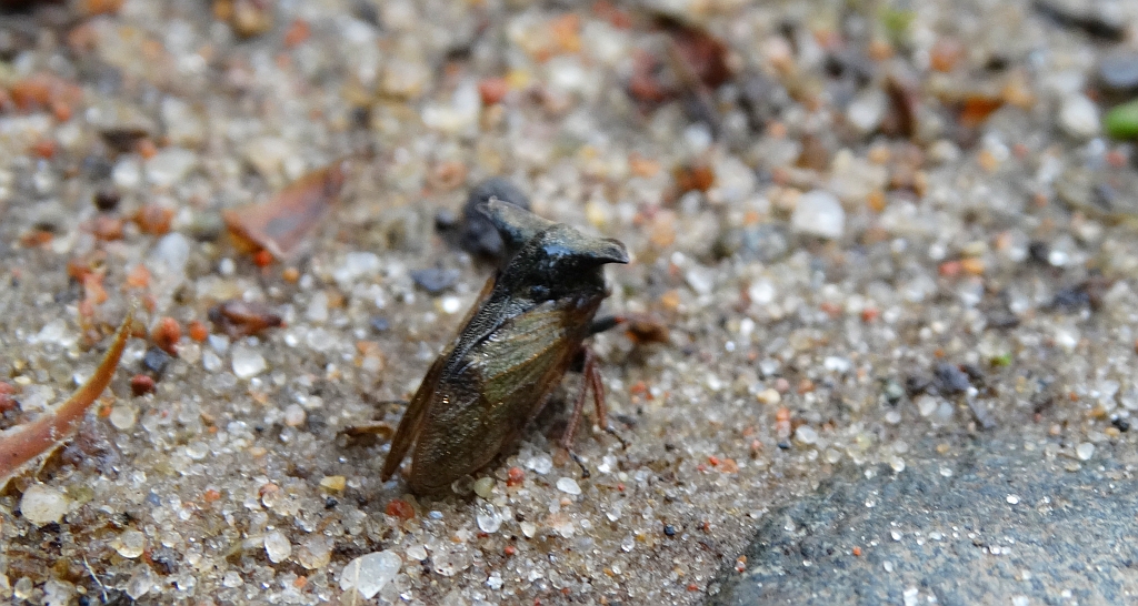 Zgarb rogaty (Centrotus cornutus)