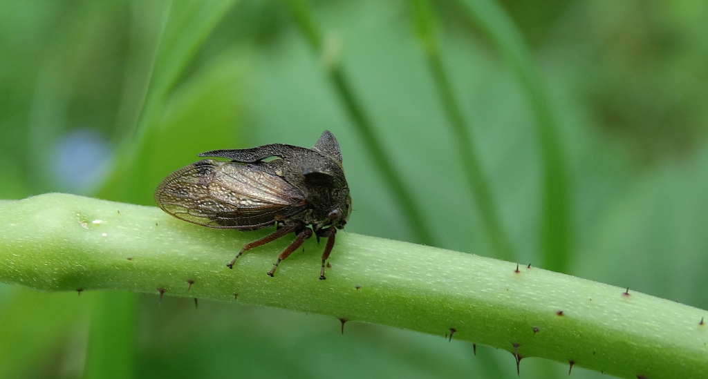 Zgarb rogaty (Centrotus cornutus)