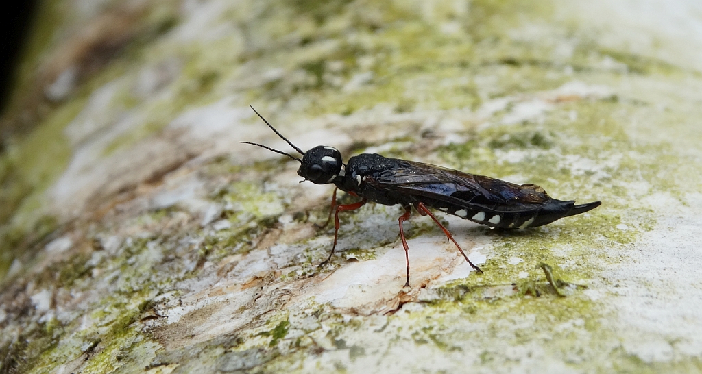 Bucz olszynowiec (Xiphydria camelus)
