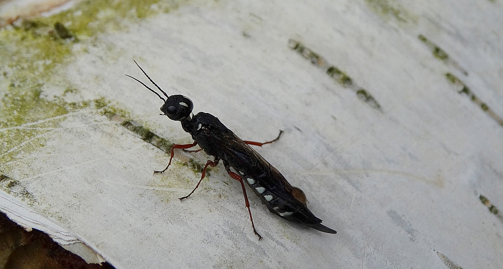 Bucz olszynowiec (Xiphydria camelus)