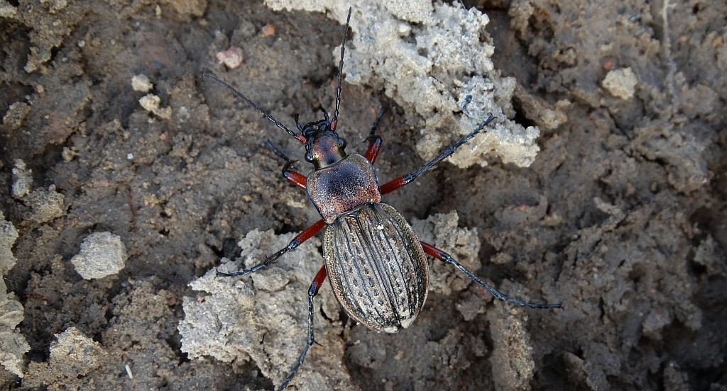 Biegacz granulowany (Carabus granulatus)