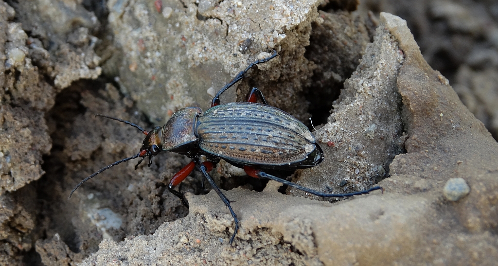 Biegacz granulowany (Carabus granulatus)