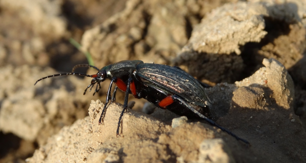 Biegacz granulowany (Carabus granulatus)