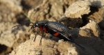 Biegacz granulowany (Carabus granulatus)