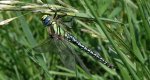 Żagnica sina (Aeshna cyanea)