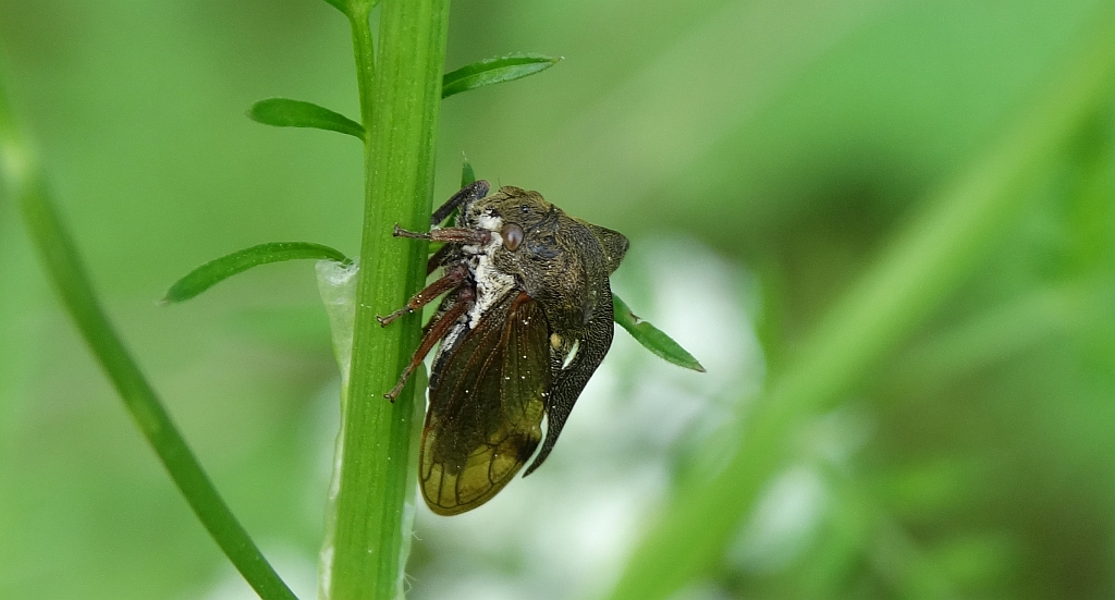 Zgarb rogaty (Centrotus cornutus)