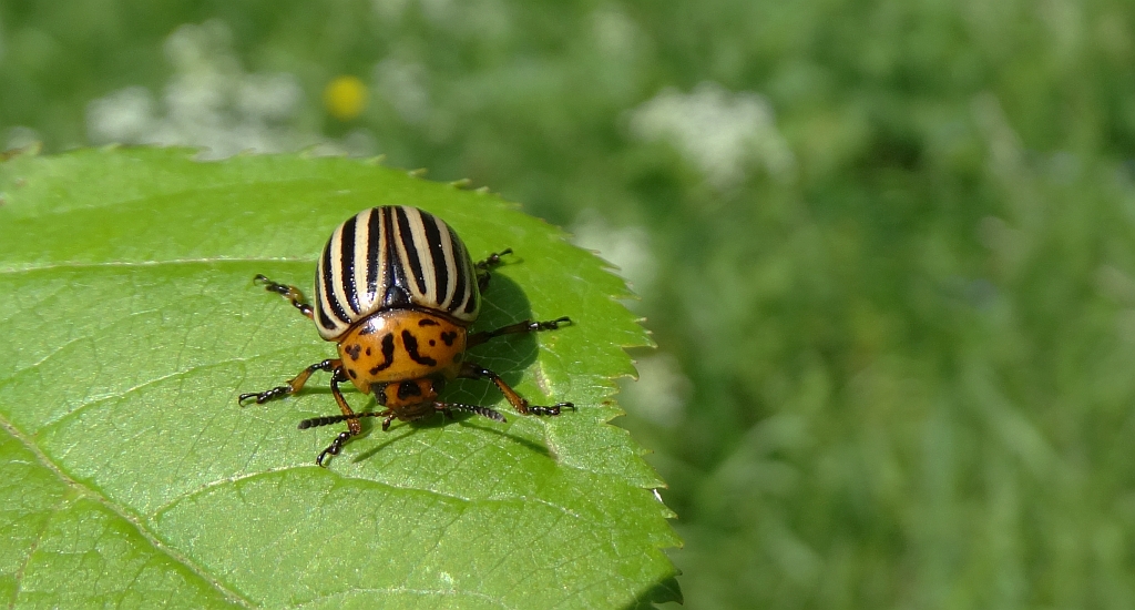 Stonka ziemniaczana (Leptinotarsa decemlineata)
