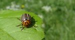 Stonka ziemniaczana (Leptinotarsa decemlineata)