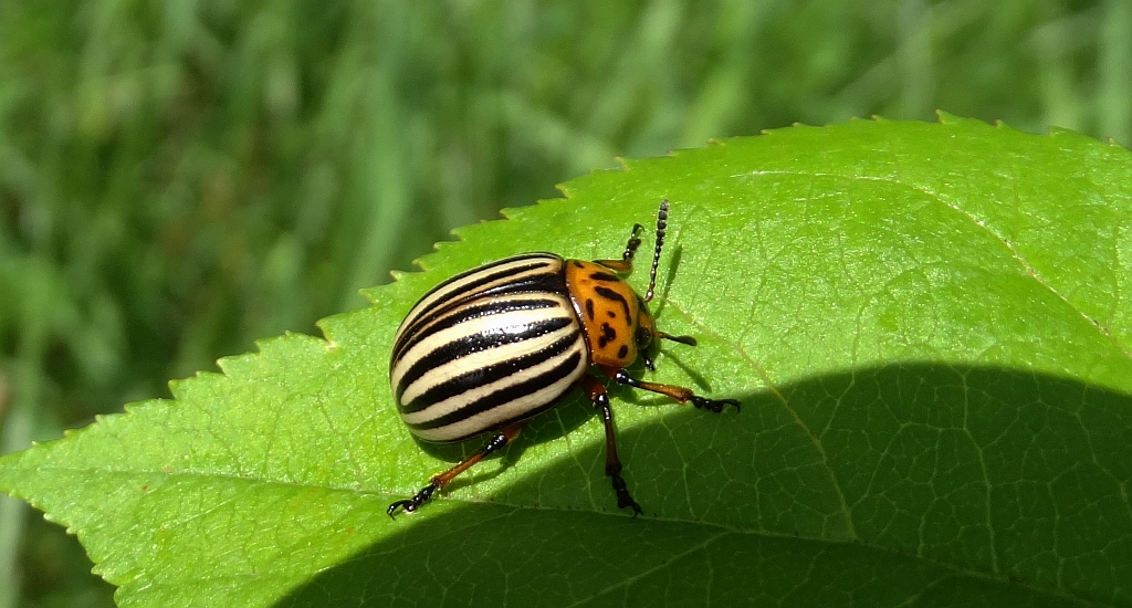 Stonka ziemniaczana (Leptinotarsa decemlineata)