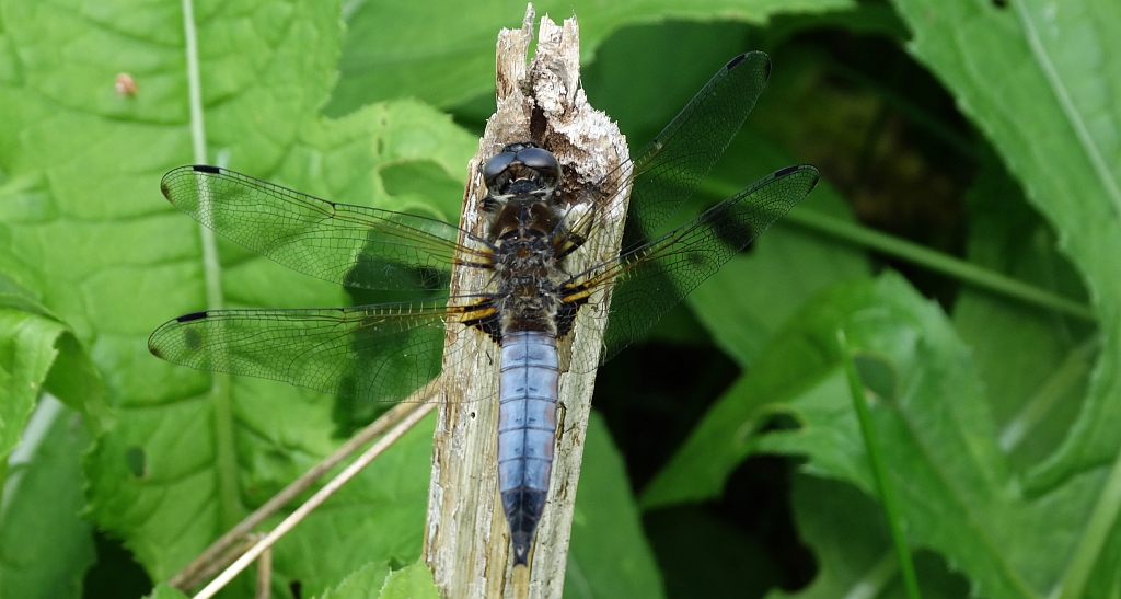 Ważka ruda (Libellula fulva)