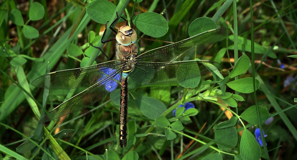 Żagnica wielka (Aeshna grandis)