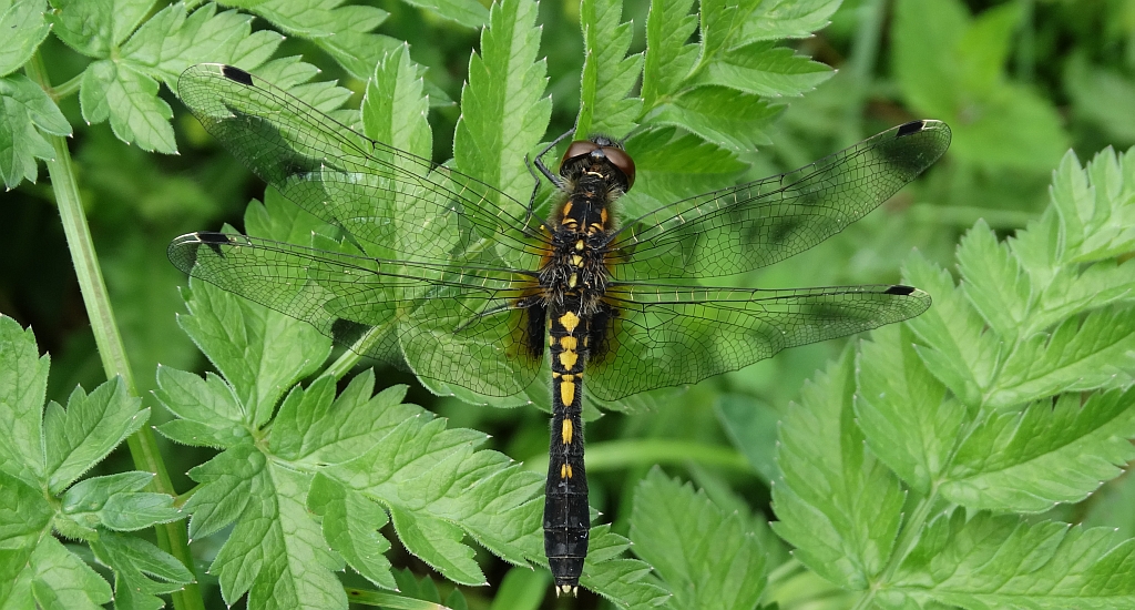 Zalotka białoczelna Leucorrhinia albifrons